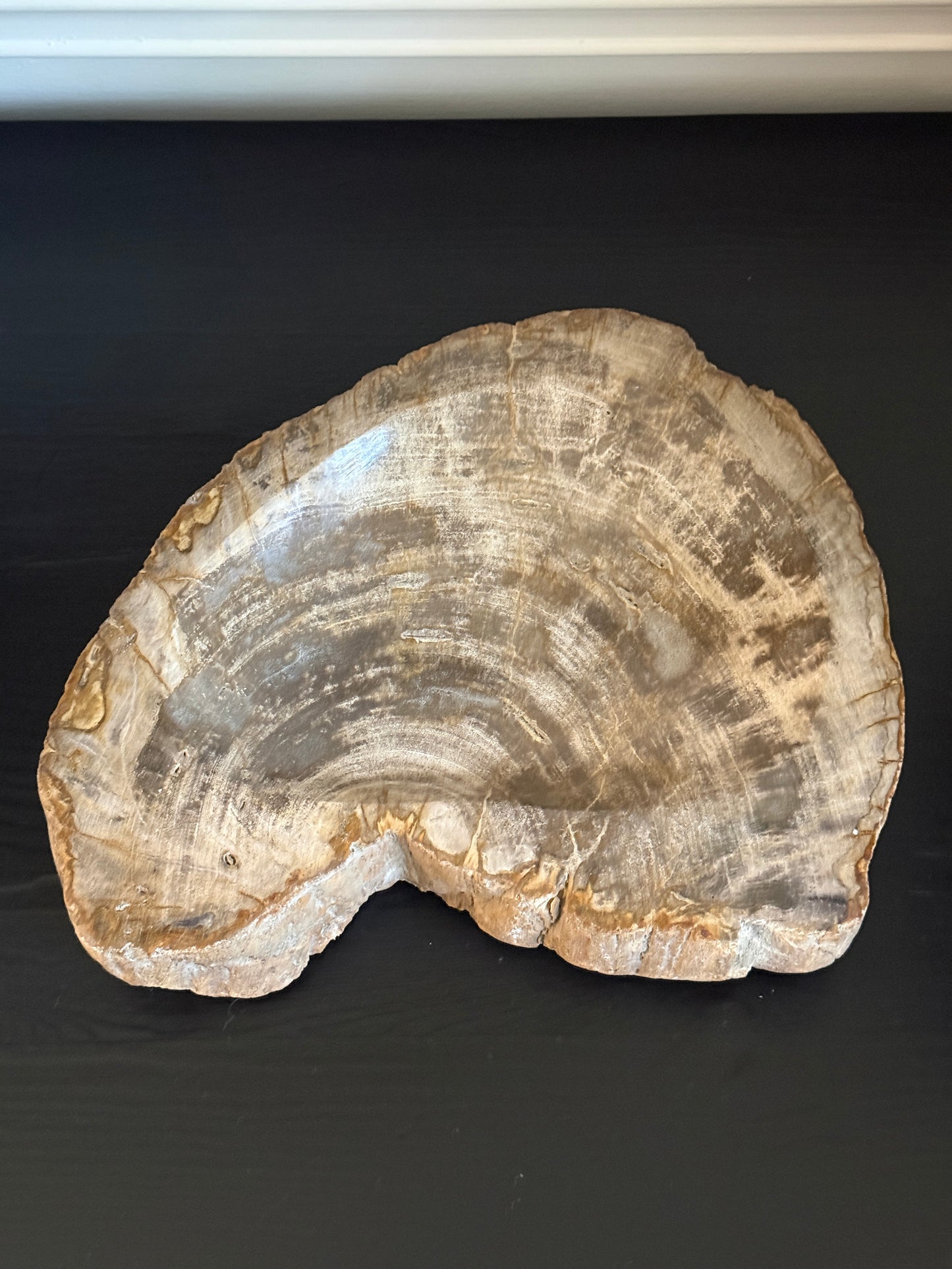 Large Petrified Wood Bowl