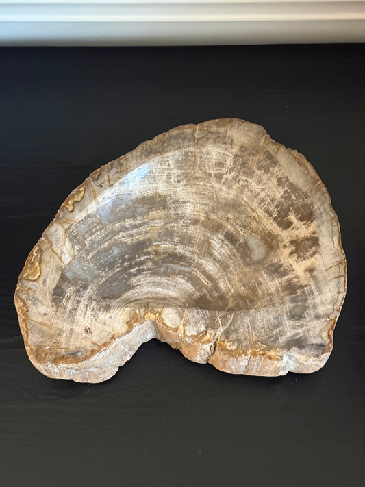 Large Petrified Wood Bowl